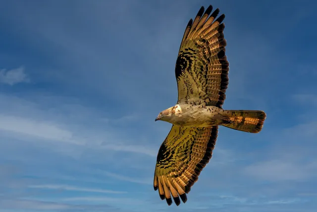 Bondrée apivore en vol, ailes déployées, vue de dessous
