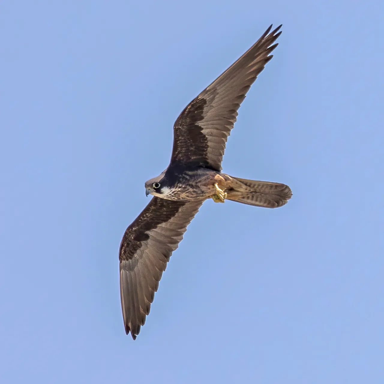 Faucon d'Éléonore en vol, ailes déployées sur un ciel bleu pâle