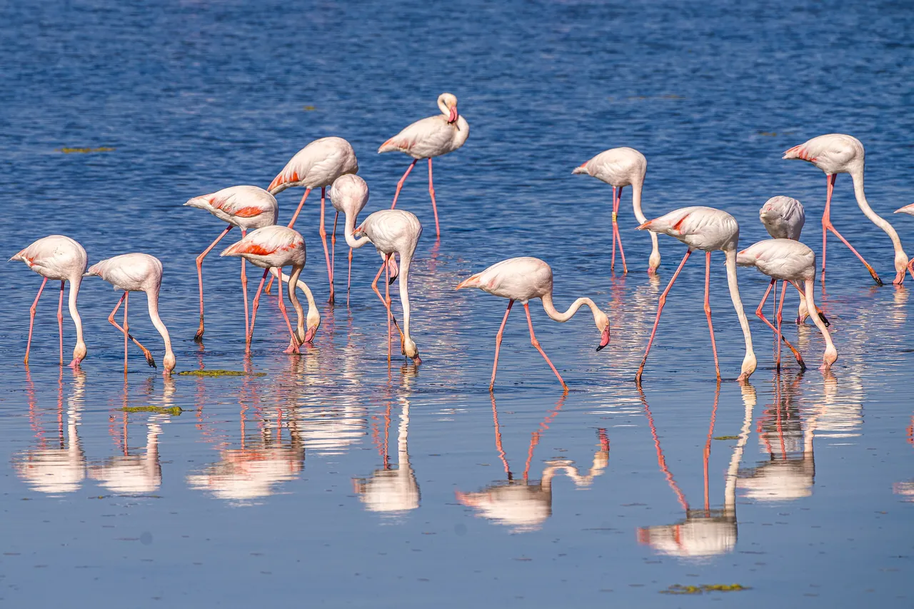 Groupe de flamants roses en train de se nourrir, reflets dans l'eau bleue