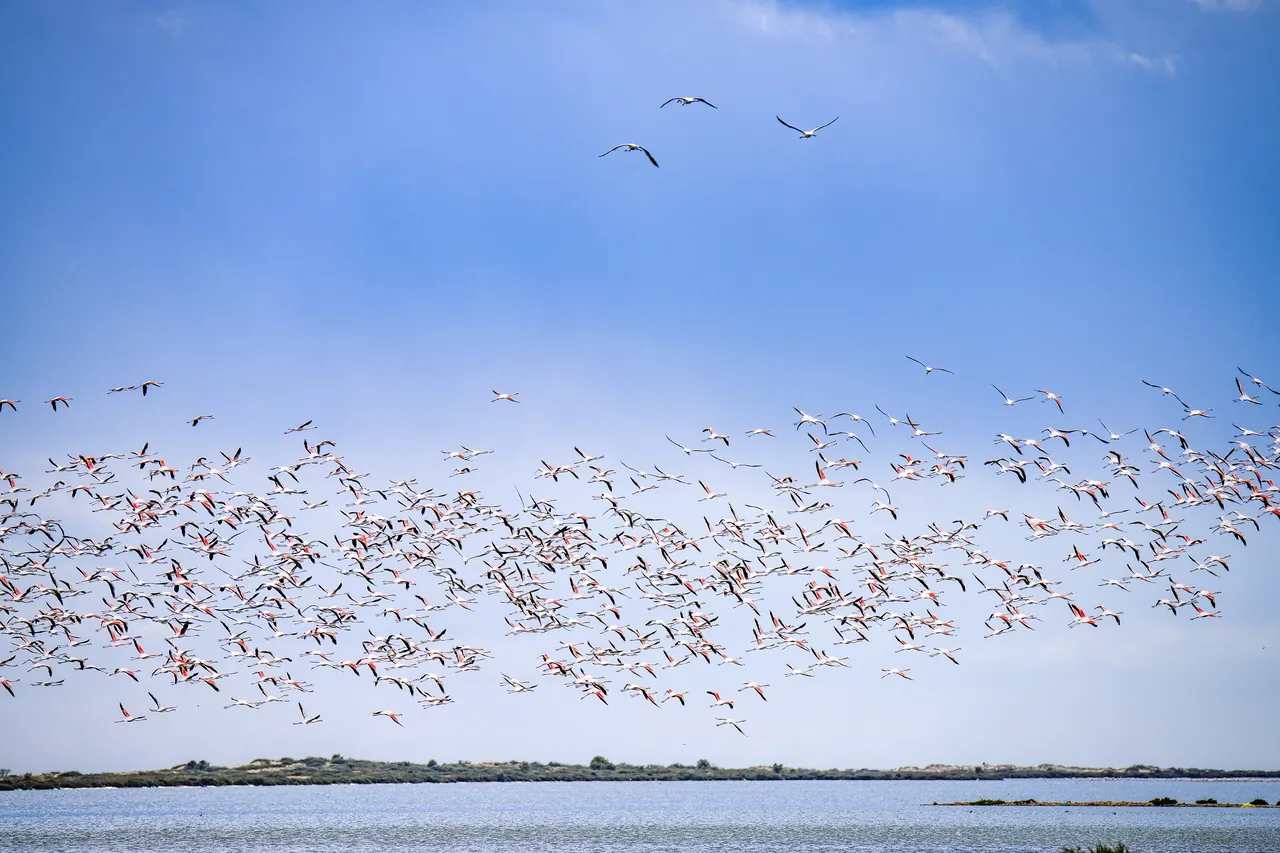Une bande de plusieurs centaines de flamants roses s'envole au ras de la lagune de Korba sous un grand ciel bleu