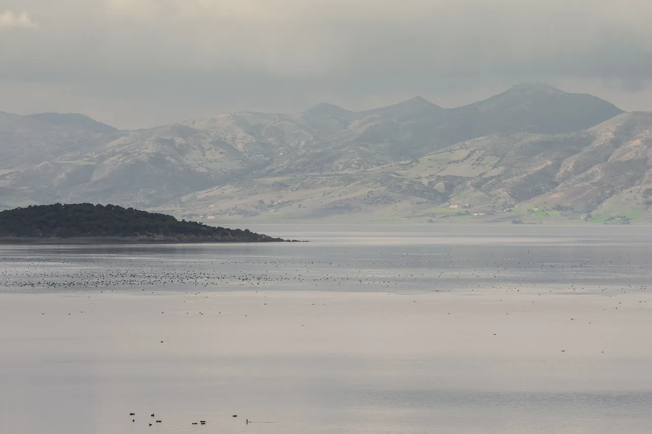 Le lac Ichkeul en hiver, argenté, avec des oiseaux d'eau posés et les montagnes dans la brume
