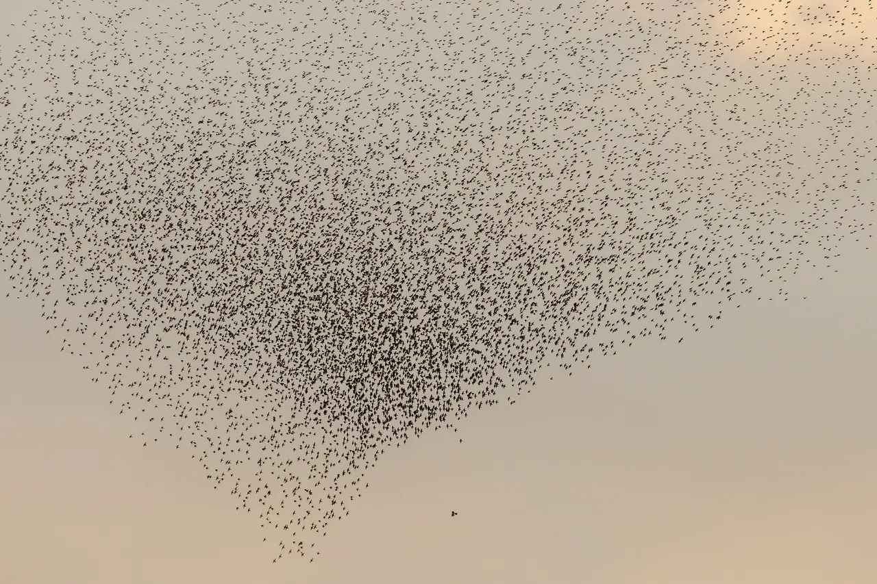 Une murmuration d'étourneaux dessine une forme sombre dans le ciel orangé au-dessus de la sebkha Sijoumi